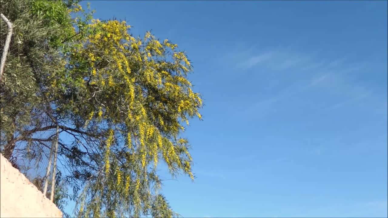 Yellow Mimosa Flowers in bright spring sunshine in Andalusia, Spain