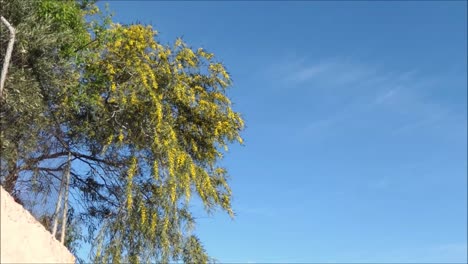 yellow mimosa flowers in bright spring sunshine in andalusia, spain
