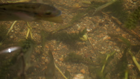 peces salvajes en agua salobre en el parque nacional arikok en aruba