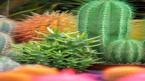 colorful cactus collection