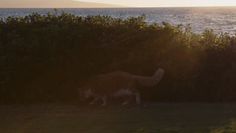 a stray tabby cat walking near bushes on beautiful sunny morning near wailea beach resort, maui, hawaii