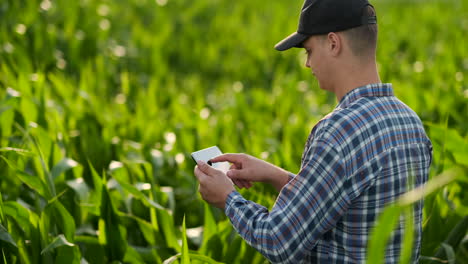 Middle-plan-side-view:-Male-farmer-with-tablet-computer-inspecting-plants-in-the-field-and-presses-his-fingers-on-the-computer-screen-in-slow-motion-at-sunset