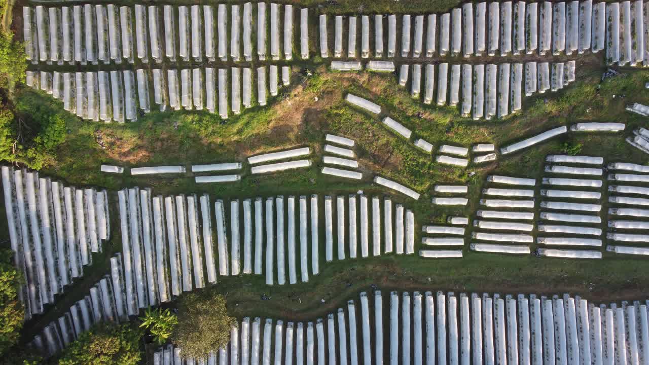 아침에 보호  ⁇ 개와 함께 칠리 플랜테이션의 공중 뷰