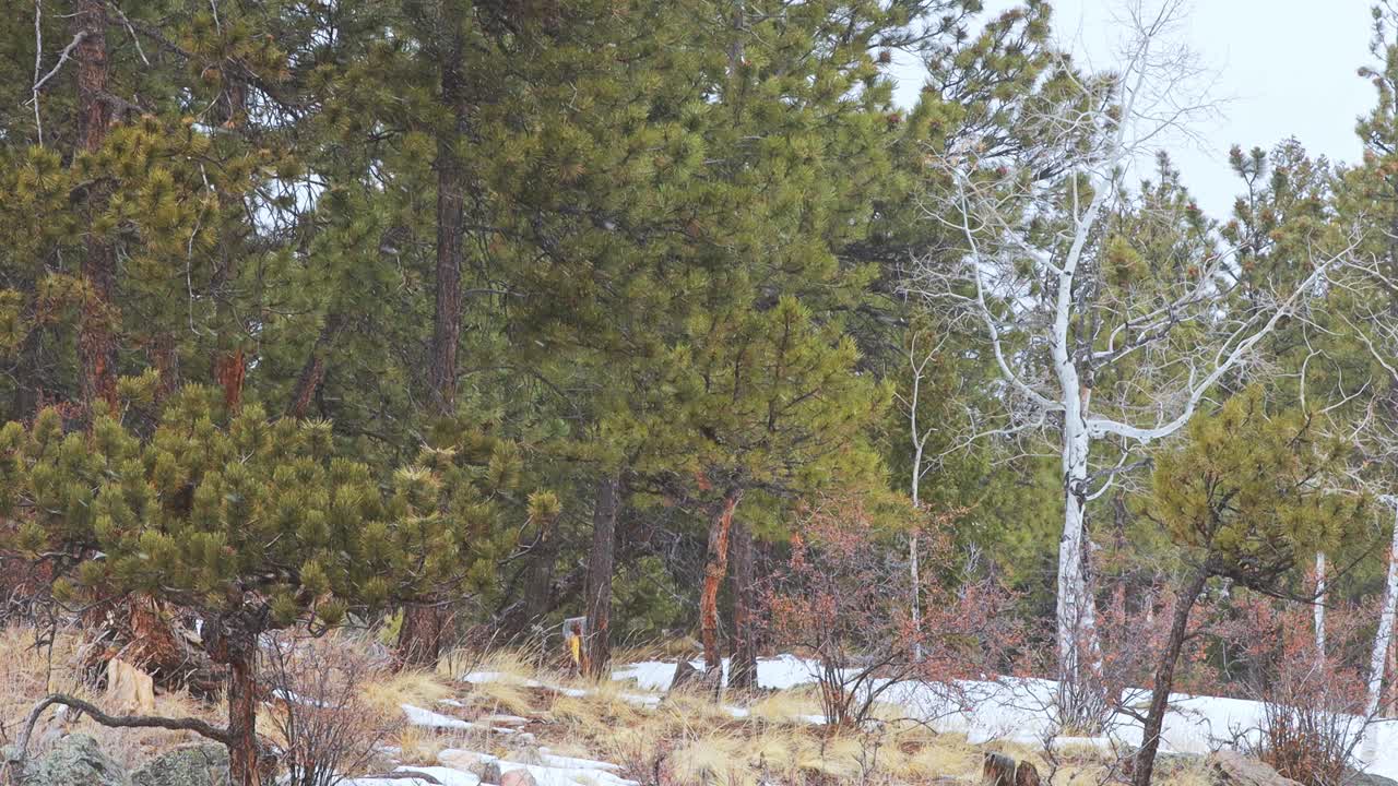 легкий снег в отдаленном месте скалистых гор колорадо, на фоне которого покачиваются сосны и осины без листьев