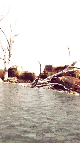 a serene landscape with a dead tree and rocks by the water.