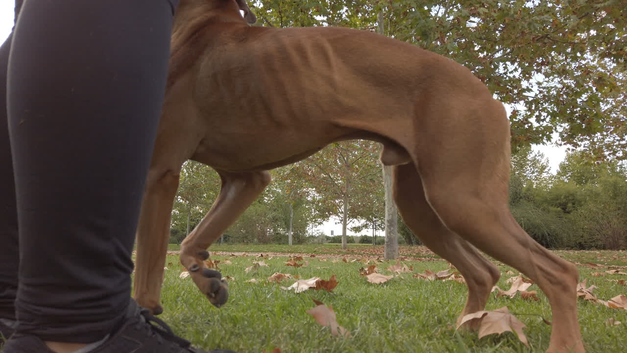 Woman training her boxer dog in the park