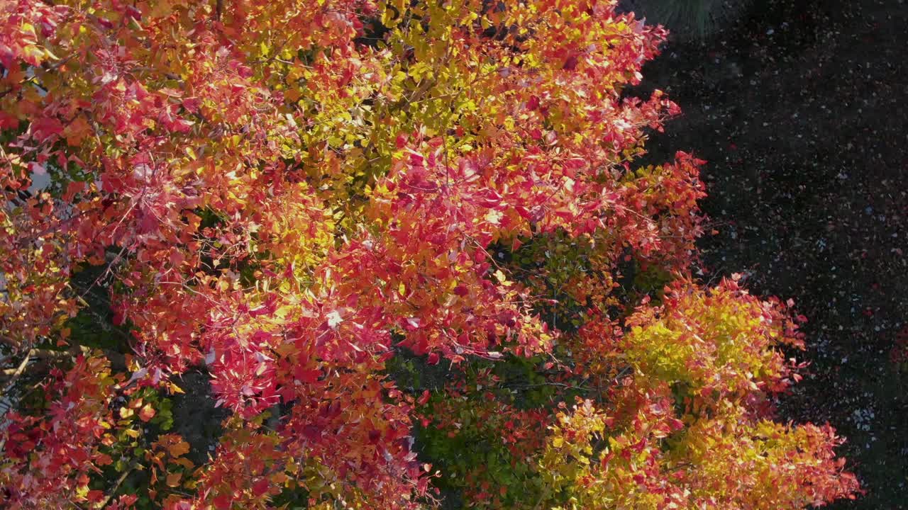 가을, 빨간색, 노란색, 주황색의 설탕 단풍나무 화려한 가을 잎의 위에서 아래로 회전하는 공중 드론 샷