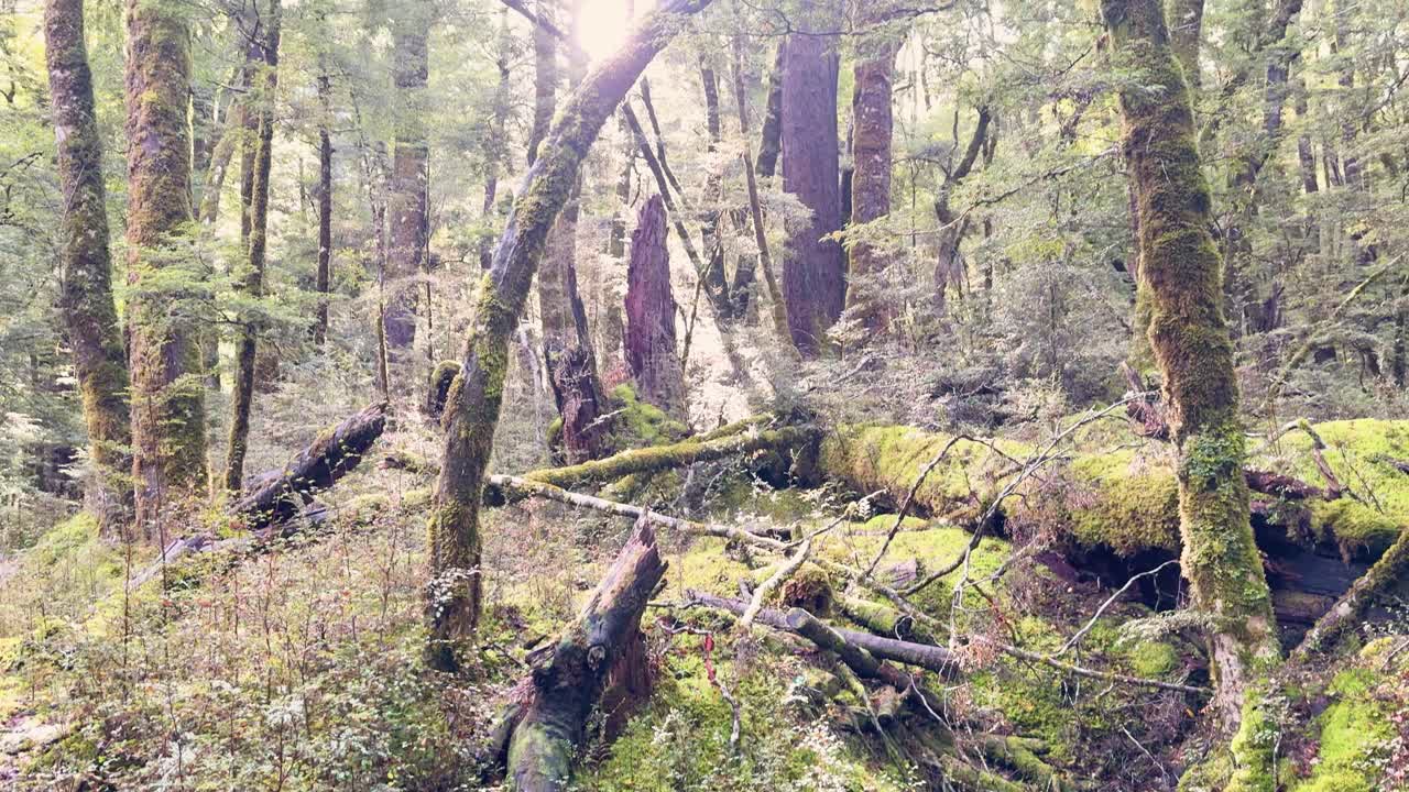 Camera pans through lush temperate forest, sunlight streaming between moss-covered trees and ferns