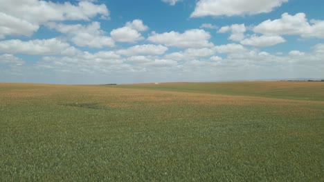 wheat field at southern district kibbutz in israel