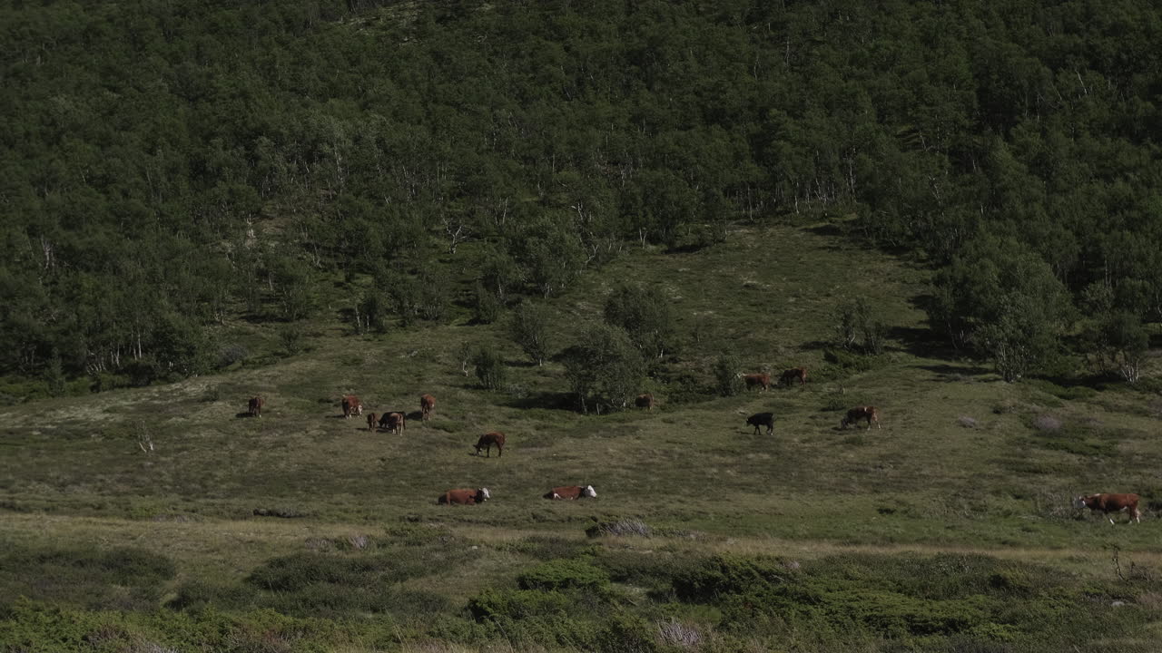 toma aérea de vacas comiendo pasto en el día soleado