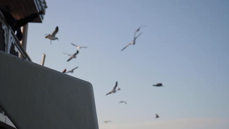 people feeding seagulls at a pier