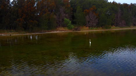 Paisaje-Tranquilo-Del-Lago-Y-La-Vegetación-En-El-Lago-Illawarra,-Nsw,-Australia---Toma-Aérea