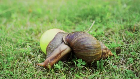 large snail crawling in the garden. african snail achatina is the largest land mollusk