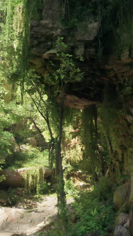 lush tropical jungle with sunlight shining through the trees