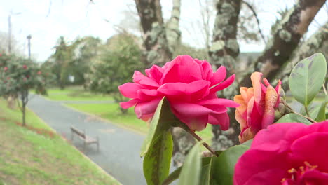 pink camellia flowers in a park
