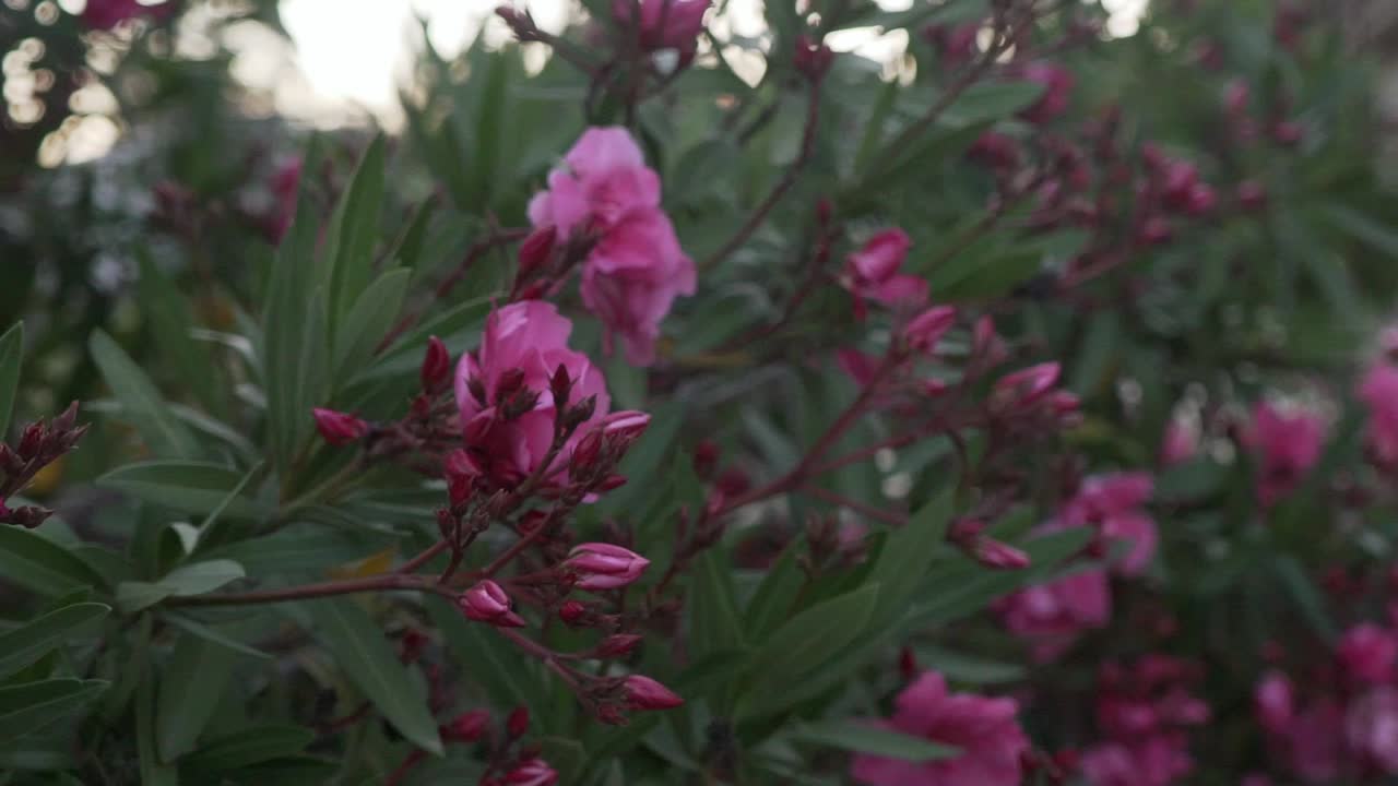 Ripresa panoramica ravvicinata di un cespuglio di fiori rosa di nerium oleander 120fps