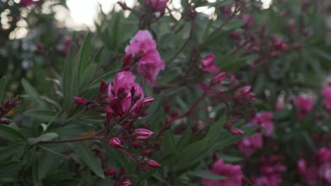 close up pan shot of pink nerium oleander flowers bush 120fps