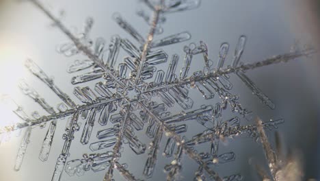 snowflake ice crystals stellar dendrites under microscope macro large magnification close up