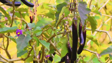 thin eggplant or aubergine hanging on organic farm on sunny day