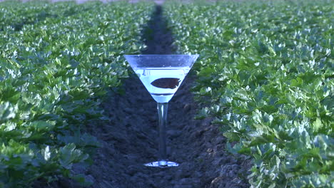 A-fish-swims-in-a-martini-glass-on-a-farm