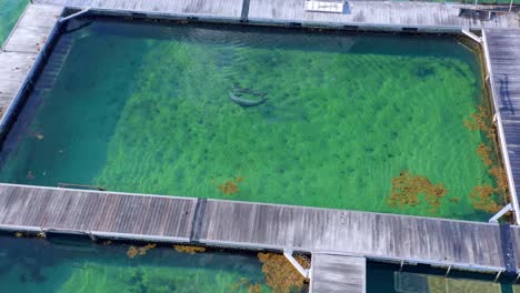 amazing video of two dolphins swimming in pool of island park at punta cana in dominican republic