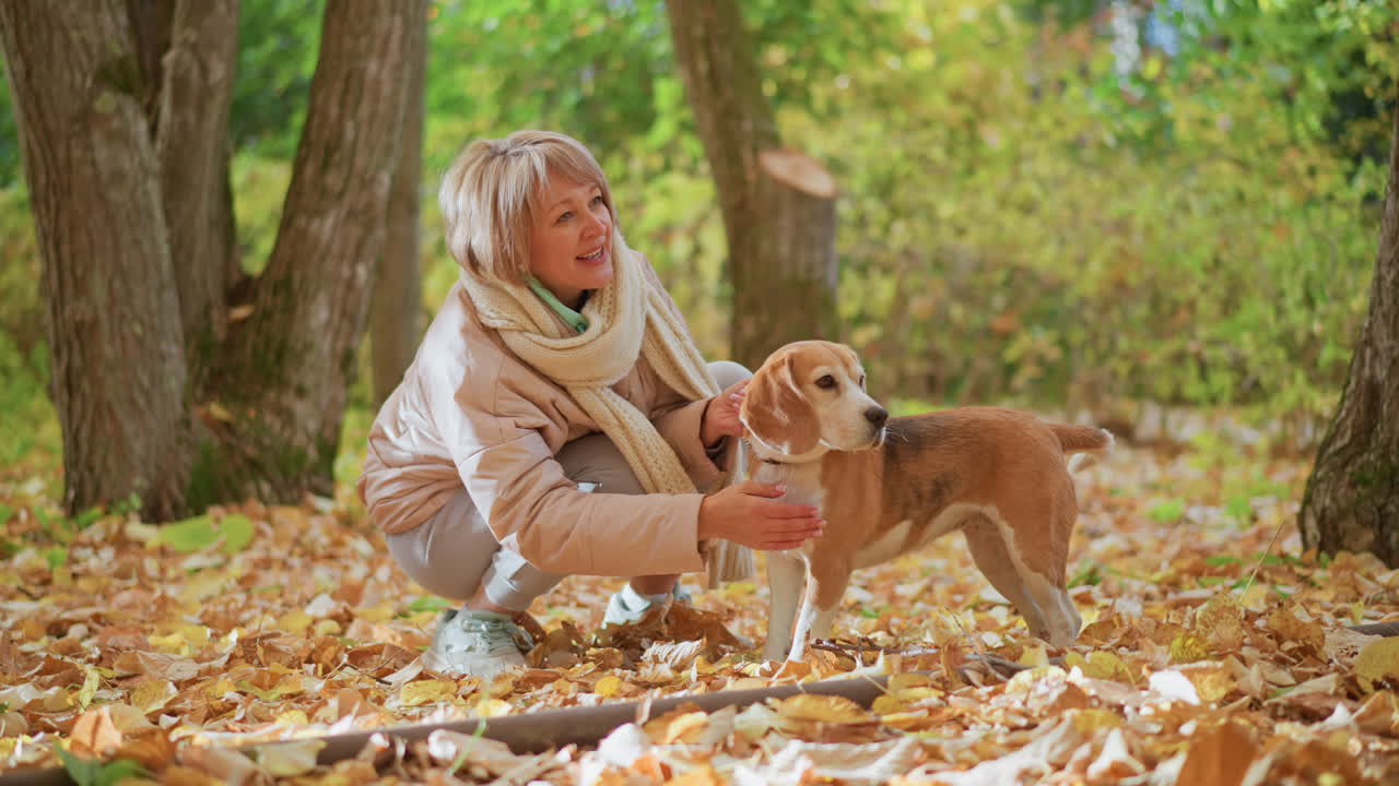 woman kneeling in autumn woods holds calm beagle puppy while child passes leash for clip on collar amid golden leaf carpet under sunlit tree trunks during serene fall family moment