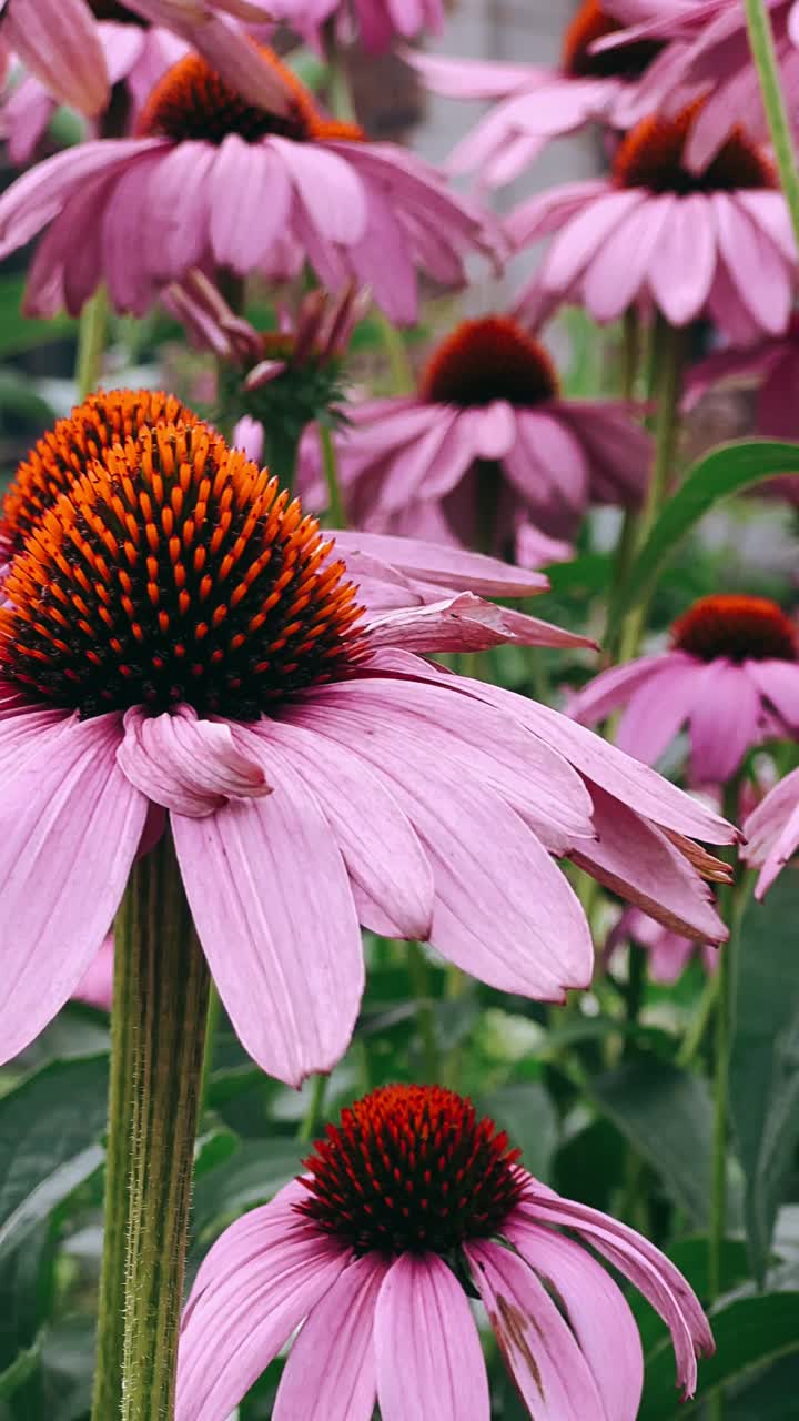 primer plano de las coníferas rosas