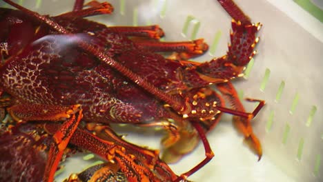 closeup view of a live south australian southern rock lobster in a tank of water, ready for export