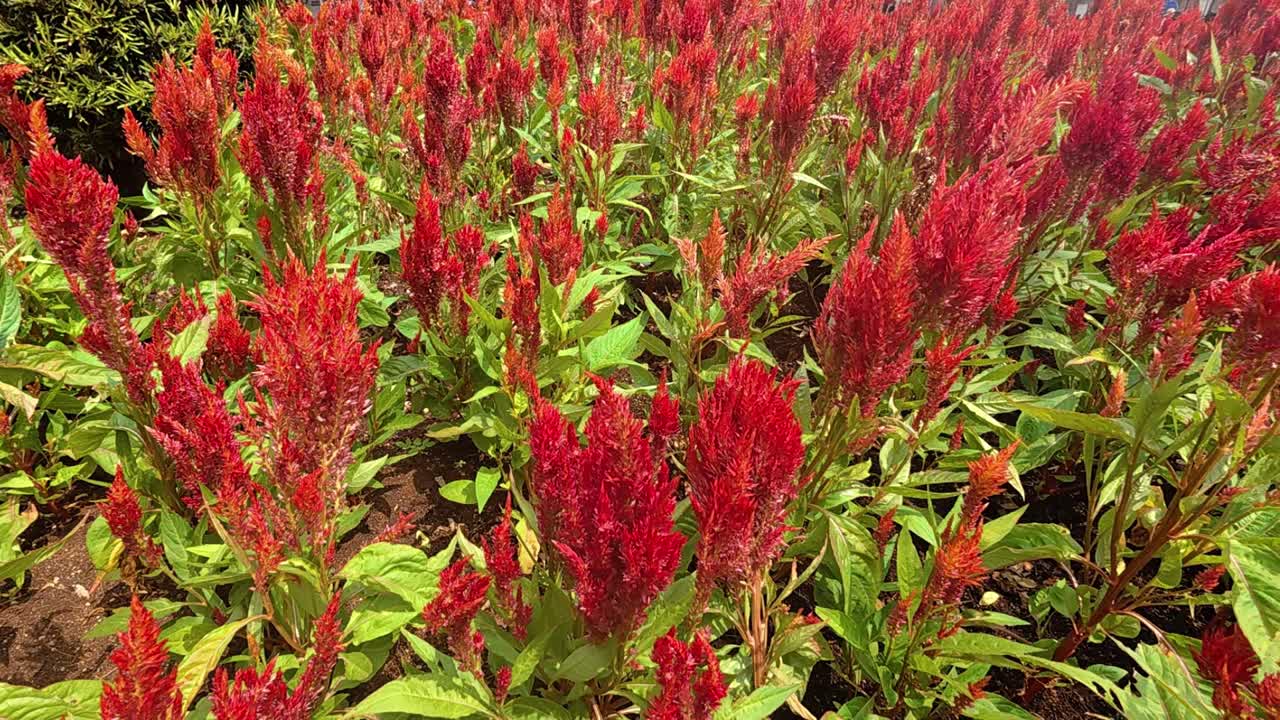 Vibrant red Celosia argentea flowers fill concrete planter boxes, creating a striking display. Planted closely together, these numerous blooms offer an attractive and eye-catching view.