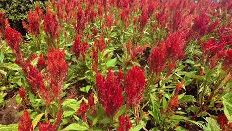 vibrant red celosia argentea flowers fill concrete planter boxes, creating a striking display. planted closely together, these numerous blooms offer an attractive and eye-catching view.