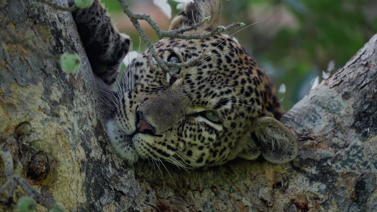 Leopard resting in a tree