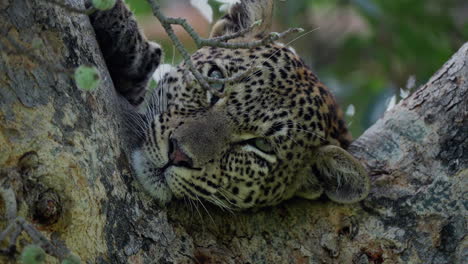 leopard resting in a tree