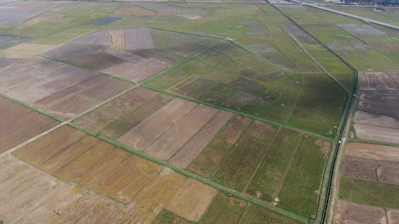 Aerial drone view of wide rice farm plantation with a nice field pattern