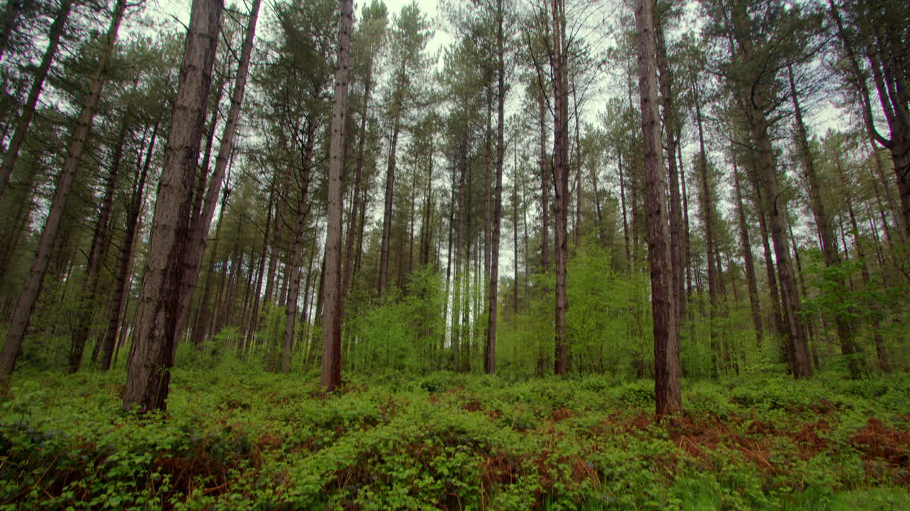 tilting down shot of pine trees and brambles in a forest in Nottinghamshire