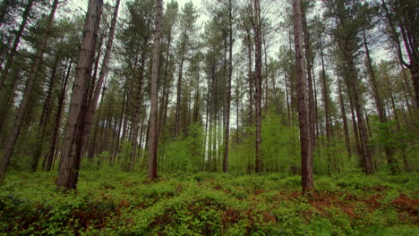 tilting down shot of pine trees and brambles in a forest in nottinghamshire