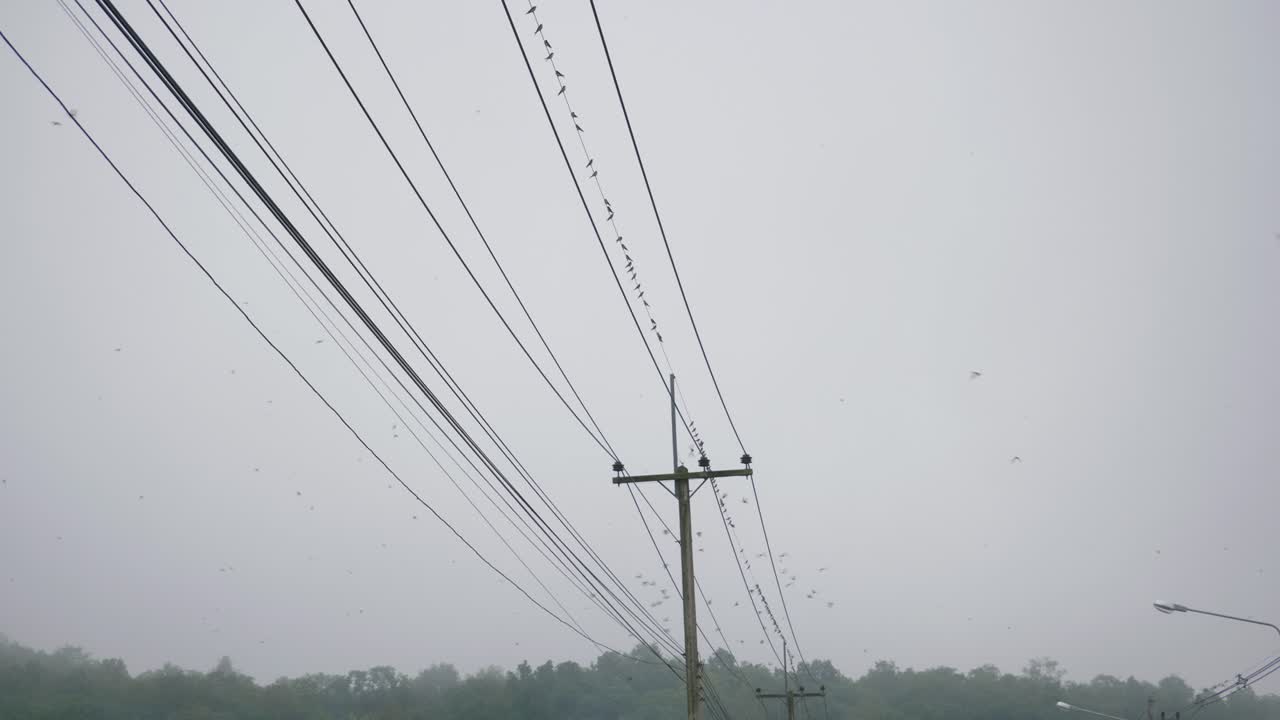 pájaros posados en postes eléctricos de alta tensión en el distrito de na noi, tailandia