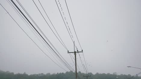 Birds-perched-on-high-tension-electric-poles-at-Na-Noi-district-Thailand