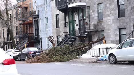 Splintered-tree-debris-on-sidewalk-in-Montreal-neighbourhood