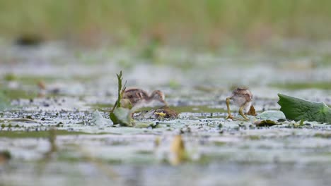 Beautiful-Chicks-of-Jacana-Feeding-in-water-Lily-Pond-in-Morning