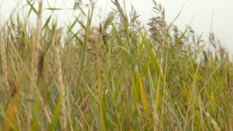 dune grass in the wind at baltic sea slow motion close up dolly in