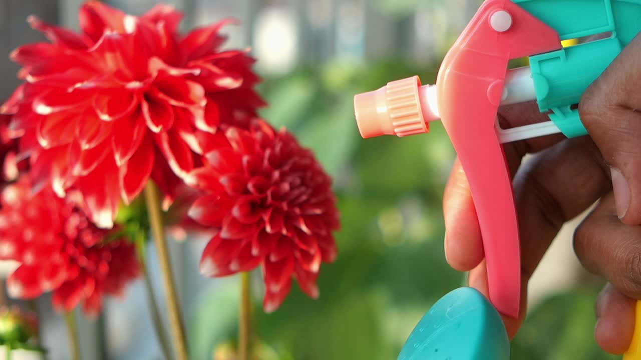 primer plano de una mano regando una dahlia roja con una botella de pulverización