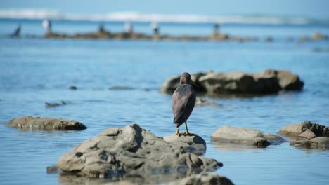 sea testigo de la encantadora vista de un bebé karuhiruhi posado pacientemente en una roca, encarnando la inocencia y la curiosidad de la vida silvestre joven en su hábitat natural.