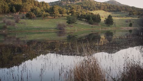 lake and the  forest