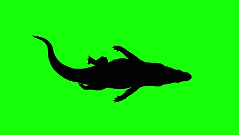 silhouette of a crocodile swimming, on green screen, top view