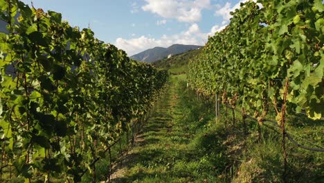 walking through the vineyard