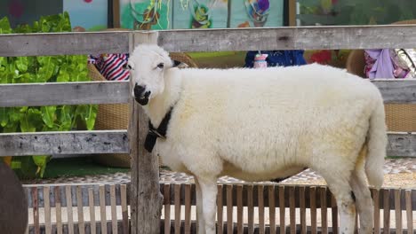 white sheep in a wooden pen