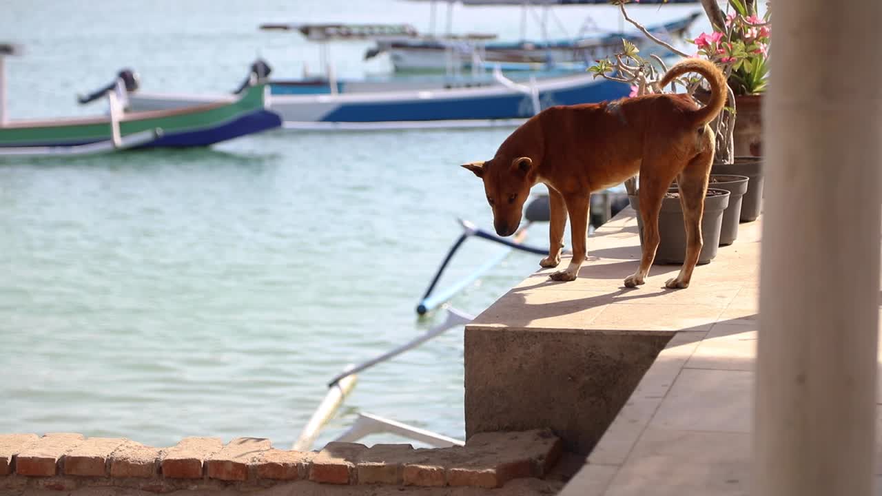 un perro sin hogar parado en el borde de concreto del puerto y se aleja - tiro medio, cámara lenta