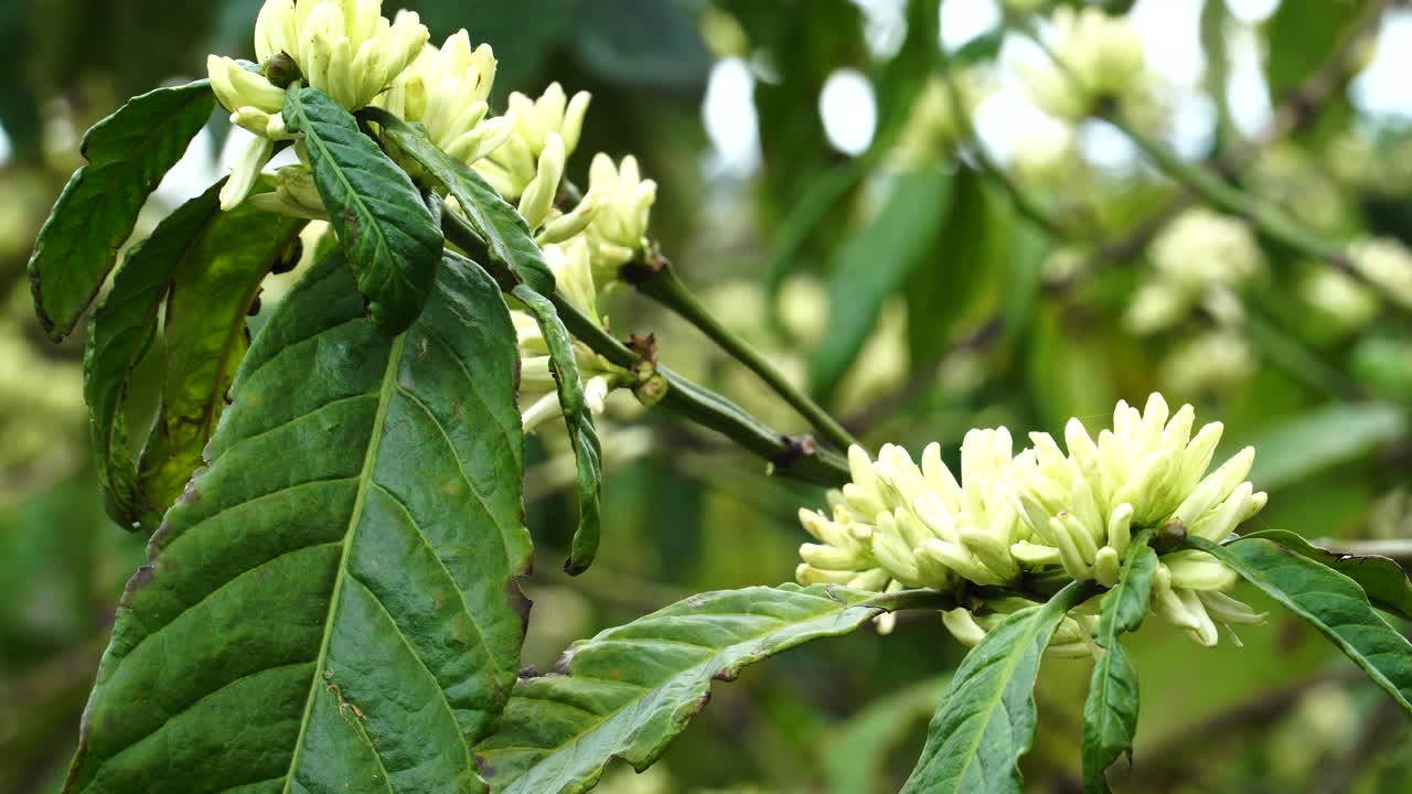 ramas florecientes del árbol de coffea en la plantación
