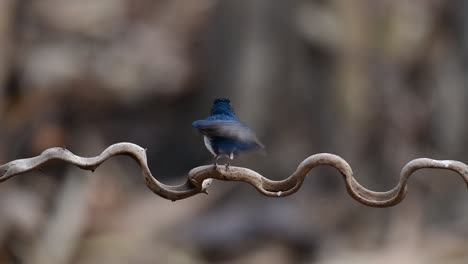 El-Papamoscas-Azul-De-Indochina-Se-Encuentra-En-Los-Bosques-De-Las-Tierras-Bajas-De-Tailandia,-Conocido-Por-Sus-Plumas-Azules-Y-Su-Pecho-De-Naranja-A-Blanco