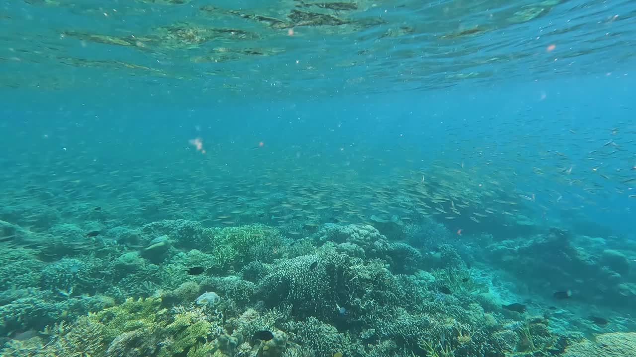 tiburón de arrecife de punta negra nadando a través de bancos de pequeños peces tropicales sobre el ecosistema marino de arrecife de coral en la isla de flores, indonesia